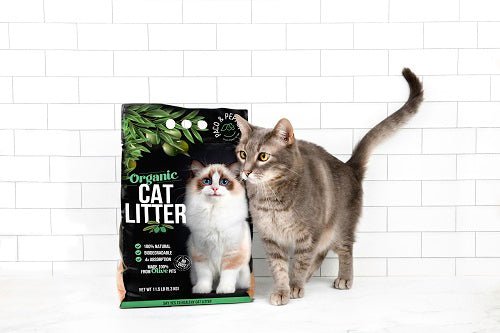 New Cat Litter: Why Transition Matters - Paco & Pepper