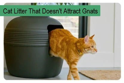 Best Cat Litter Box for Messy Cats - Paco & Pepper