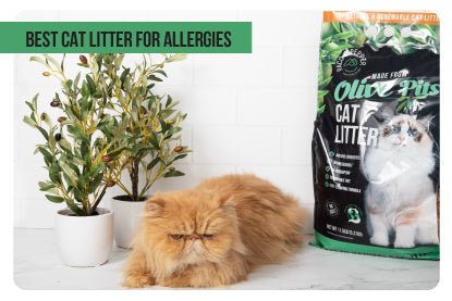 Best Cat Litter for Allergies - Paco & Pepper