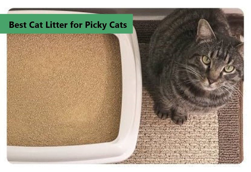 Best Cat Litter for Picky Cats - Paco & Pepper