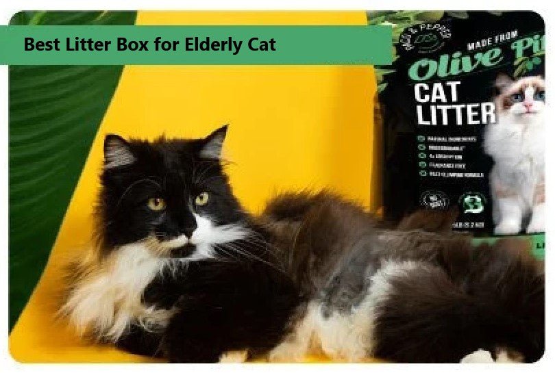 Best Litter Box for Elderly Cat - Paco & Pepper