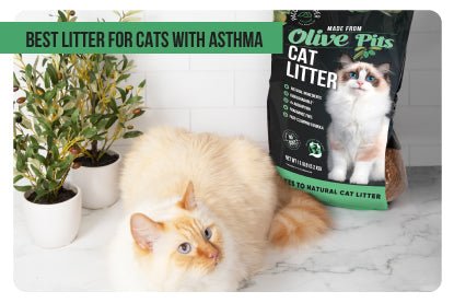 Best litter for cats with asthma - Paco & Pepper