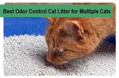 Best Odor Control Cat Litter for Multiple Cats - Paco & Pepper