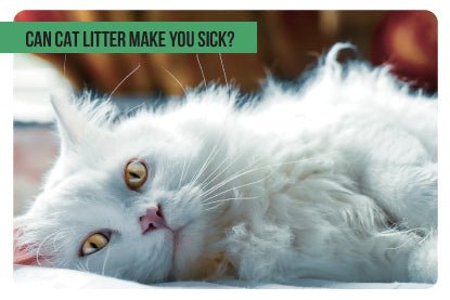 Can Cat Litter Make You Sick? - Paco & Pepper