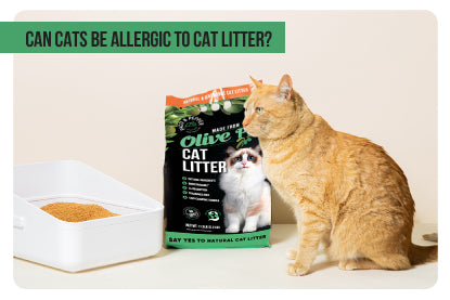 Can cats be allergic to cat litter?