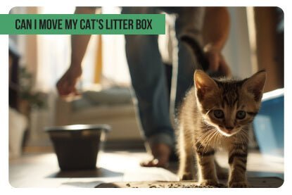 Сan I move my cat's litter box - Paco & Pepper