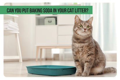 Can You Put Baking Soda in your Cat Litter? - Paco & Pepper