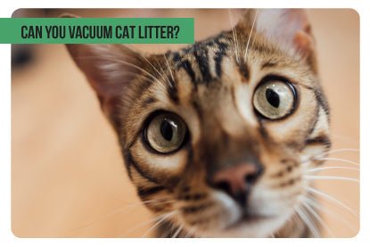 Can You Vacuum Cat Litter? - Paco & Pepper