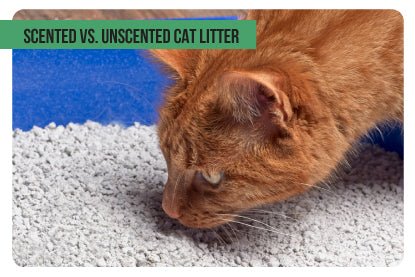 Scented vs. Unscented Cat Litter: Understanding the Difference - Paco & Pepper