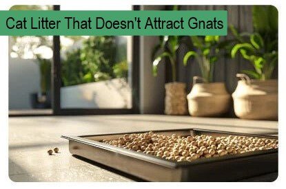 Cat Litter That Doesn't Attract Gnats - Paco & Pepper