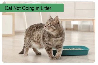 Cat Not Going in Litter Box - Paco & Pepper