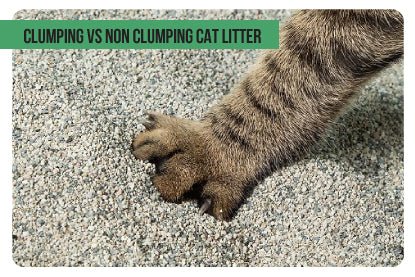 Clumping vs non clumping cat litter - Paco & Pepper