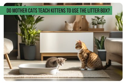 Do Mother Cats Teach Kittens to Use the Litter Box? - Paco & Pepper