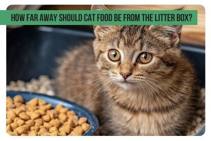 How Far Away Should Cat Food Be From the Litter Box? - Paco & Pepper