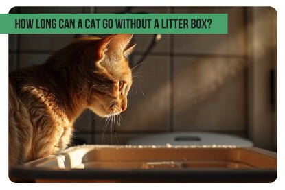How Long Can a Cat Go Without a Litter Box? - Paco & Pepper