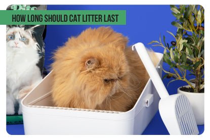 How long should cat litter last - Paco & Pepper
