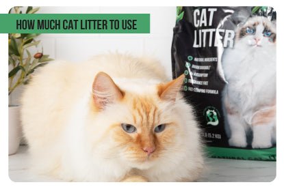 How much cat litter to use? - Paco & Pepper