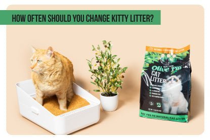 How Often Should You Change Kitty Litter - Paco & Pepper