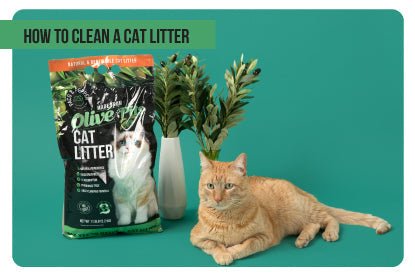 How to clean a cat litter - Paco & Pepper