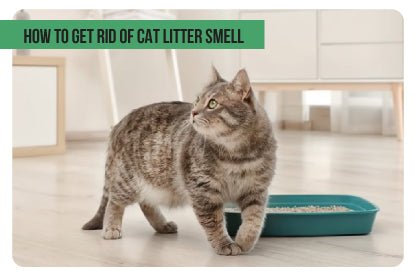 How to get rid of cat litter smell - Paco & Pepper