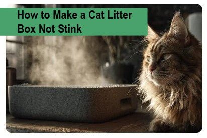 How to Make a Cat Litter Box Not Stink - Paco & Pepper