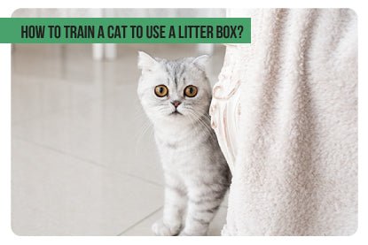 How To Train a Cat To Use a Litter Box? - Paco & Pepper