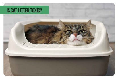Is cat litter toxic? - Paco & Pepper