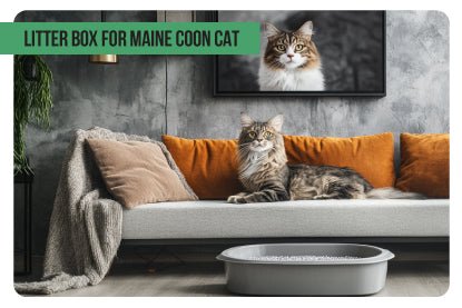 Litter Box for Maine Coon Cat - Paco & Pepper