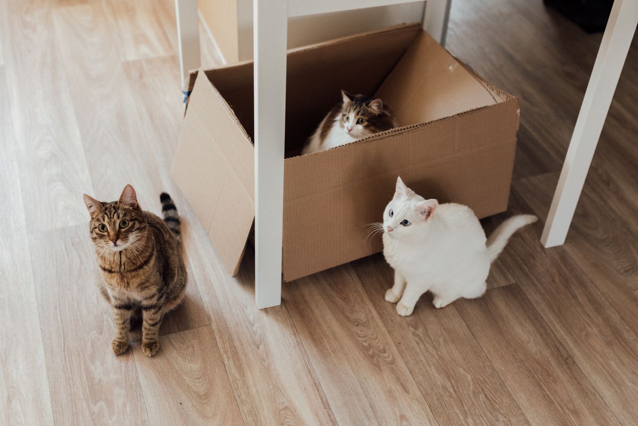 How to Introduce Cats: How to Introduce New Cats into Your Home - Paco & Pepper