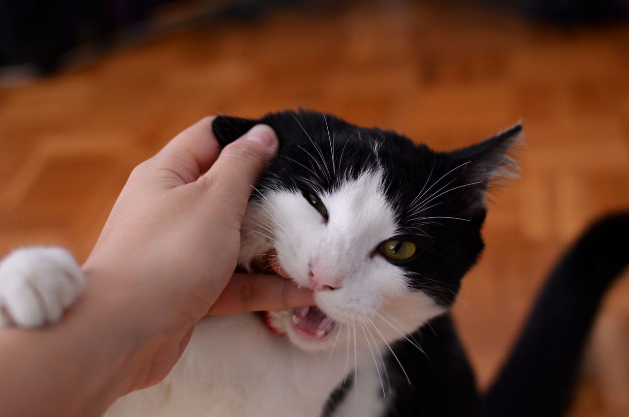 Why Does My Cat Bite Me? Love Bites vs Real Aggression - Paco & Pepper