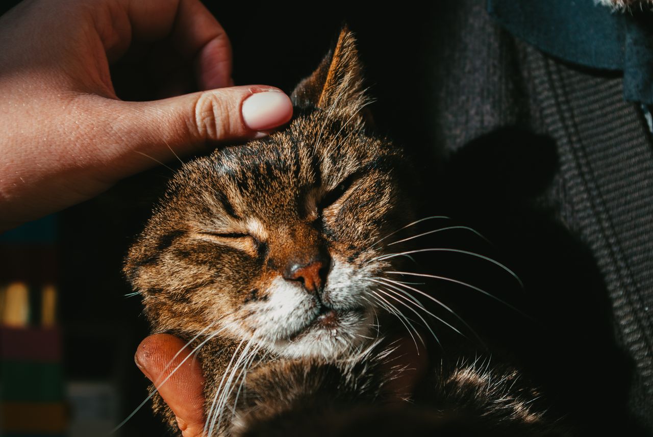 Why Do Cats Purr? How, When, and What It Means - Paco & Pepper