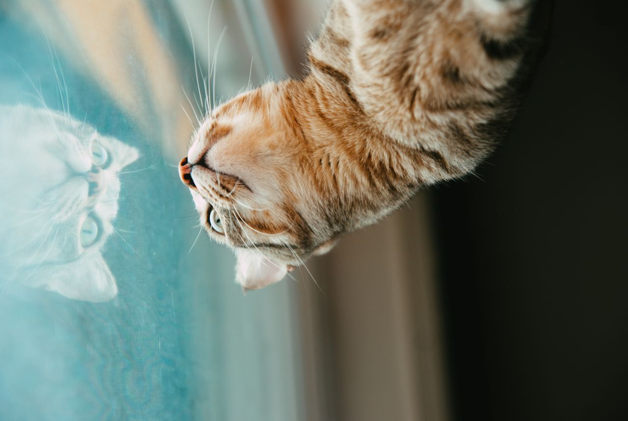 Indoor vs Outdoor Cats: Life Expectancy, Risks & Compromise - Paco & Pepper