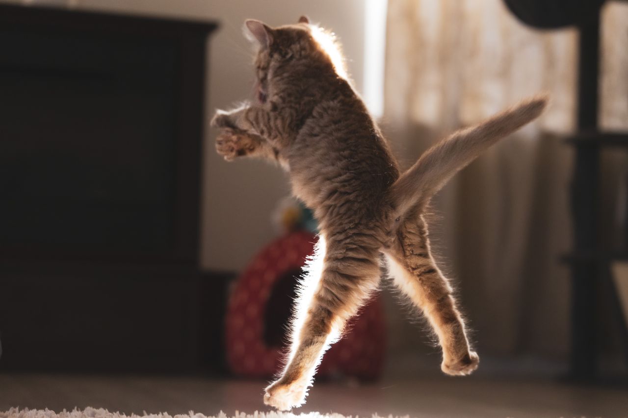 Cat Zoomies at Night: Why Cats Go Crazy After Dark - Paco & Pepper