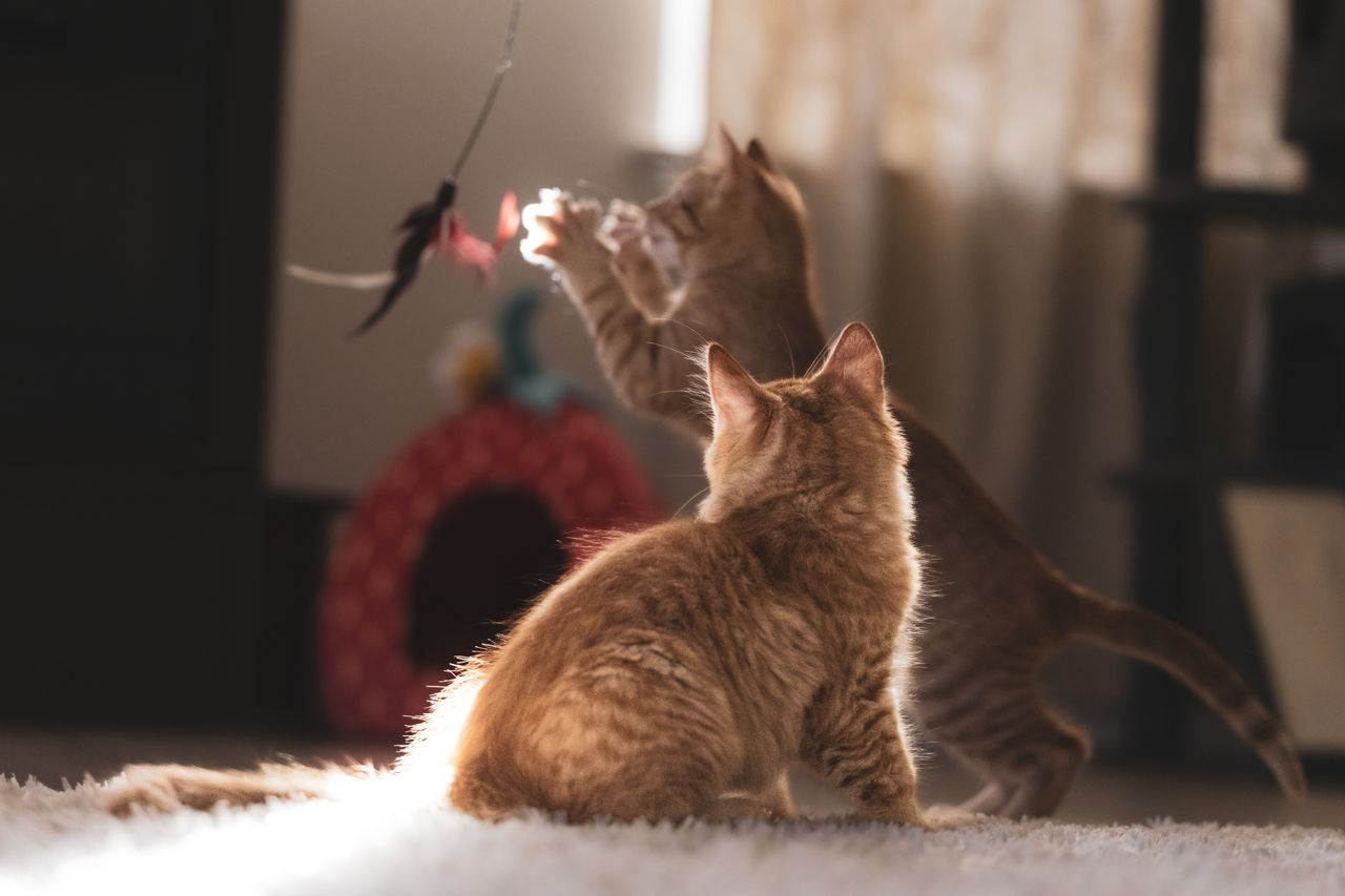 Bored Indoor Cat? 17 Cat Enrichment Ideas That Work - Paco & Pepper