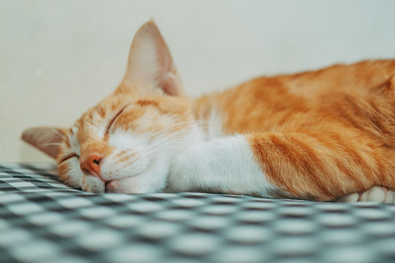 Why Do Cats Sleep So Much? Normal Sleep Hours by Age - Paco & Pepper
