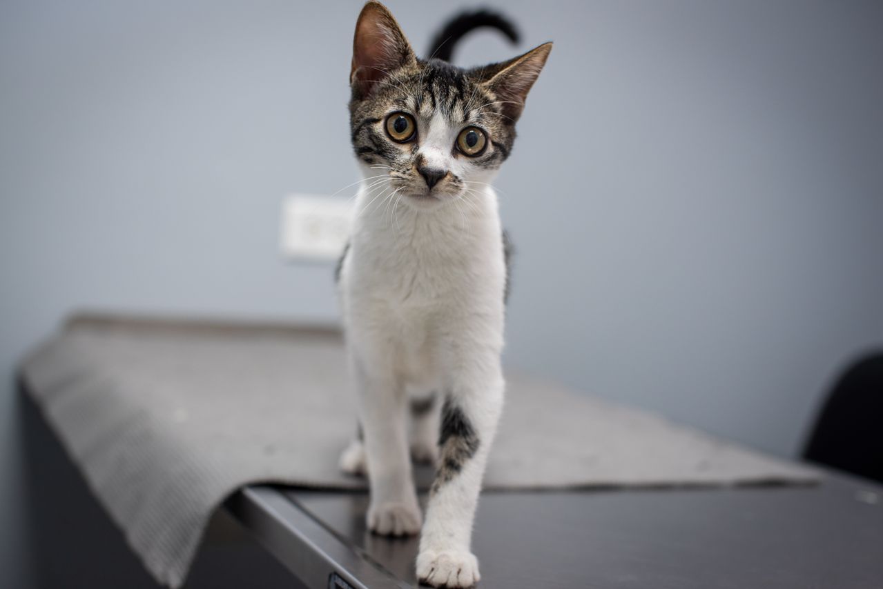 When to Spay a Cat (and Neuter a Male): Age, Recovery, Costs - Paco & Pepper