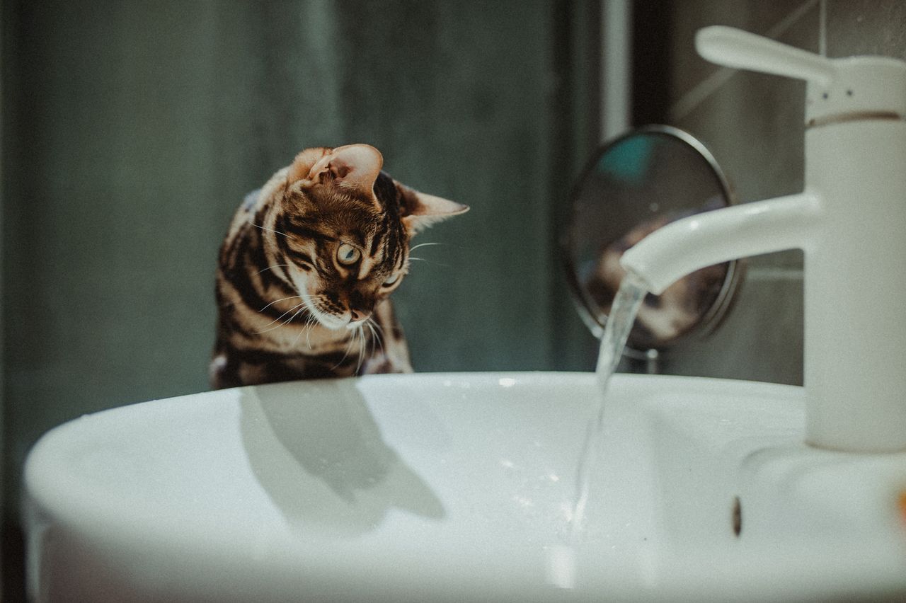 Cat Not Drinking Water? How to Get Your Cat to Drink More - Paco & Pepper