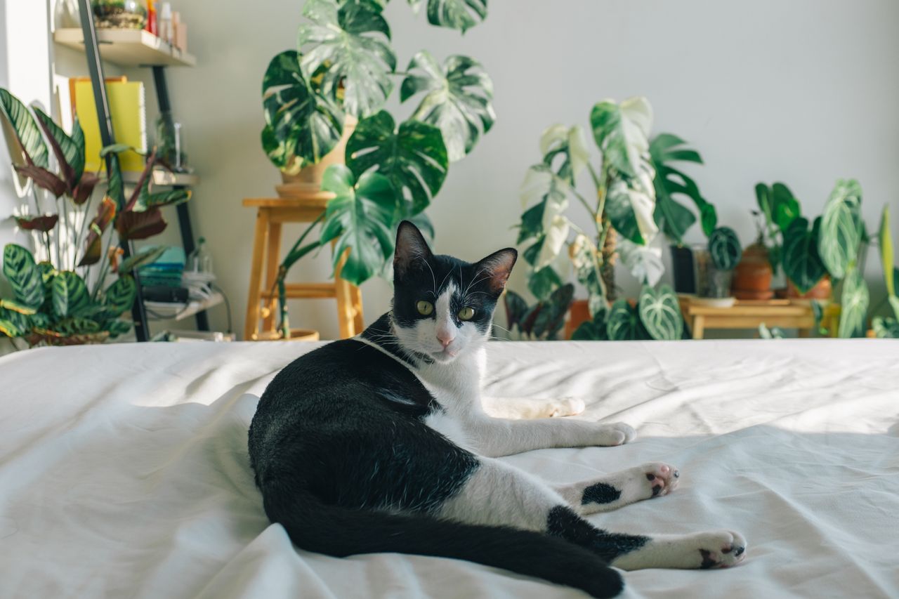 Plants Toxic to Cats: Lilies and 25 Others to Avoid - Paco & Pepper
