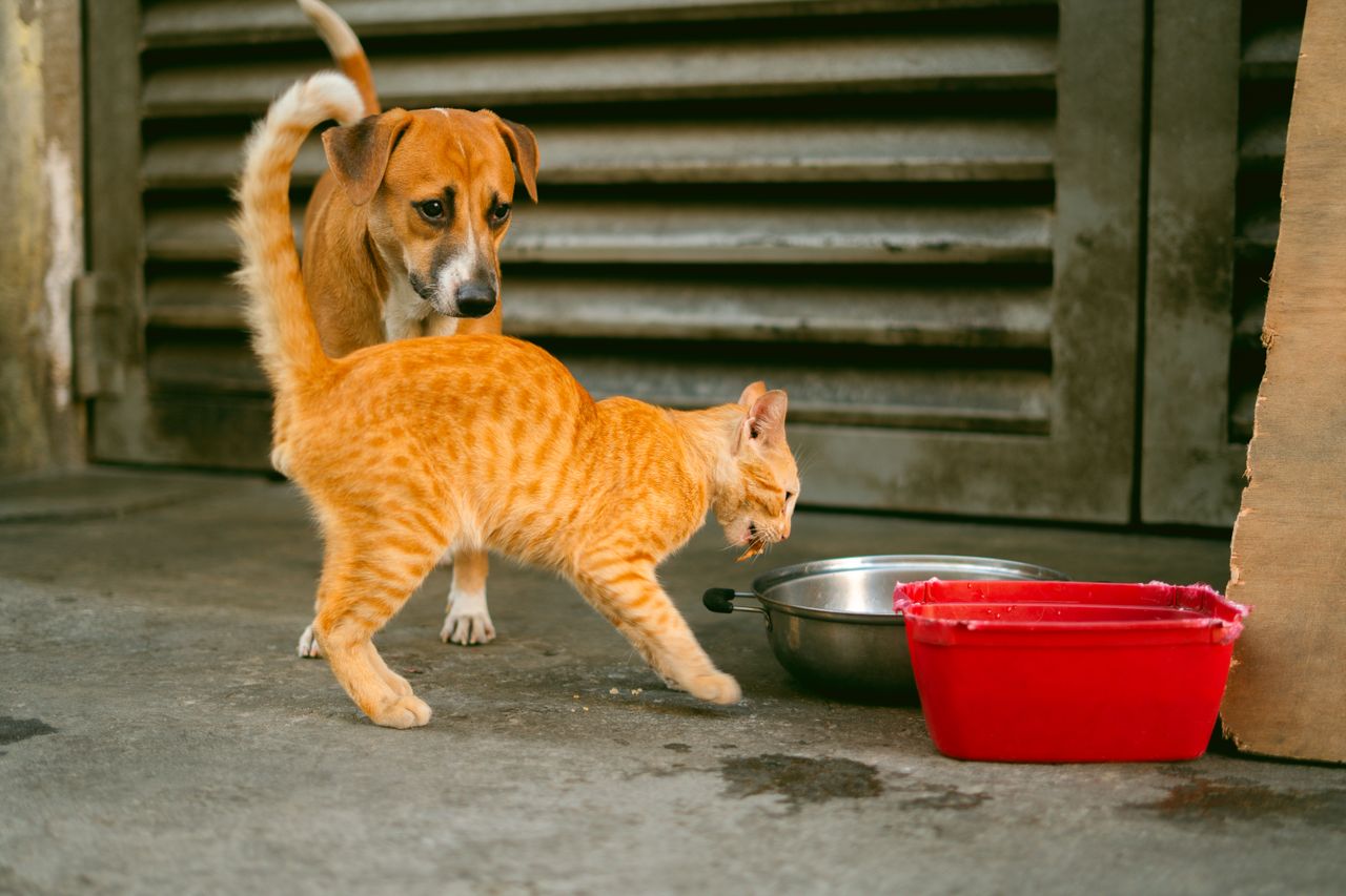 Wet vs Dry Cat Food: Which Is Better for Your Cat? - Paco & Pepper
