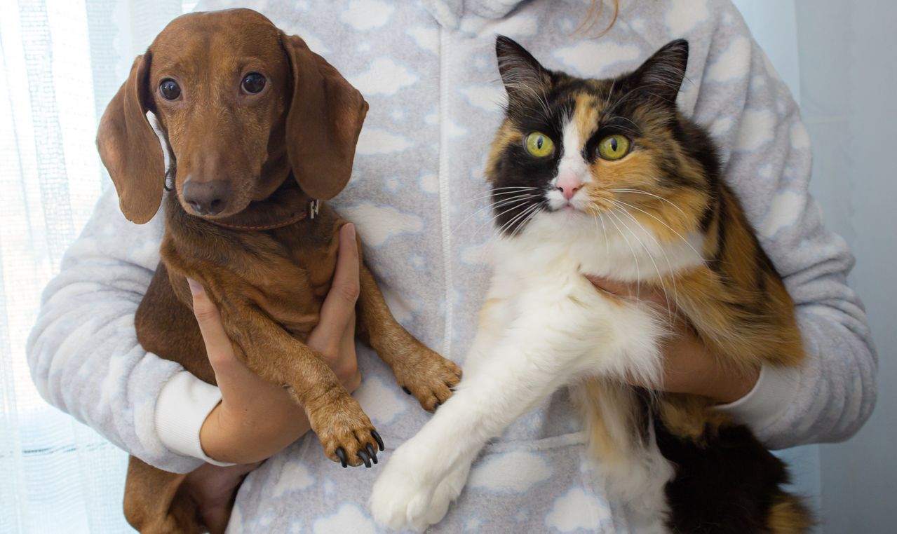 How to Introduce a Cat to a Dog Safely - Paco & Pepper