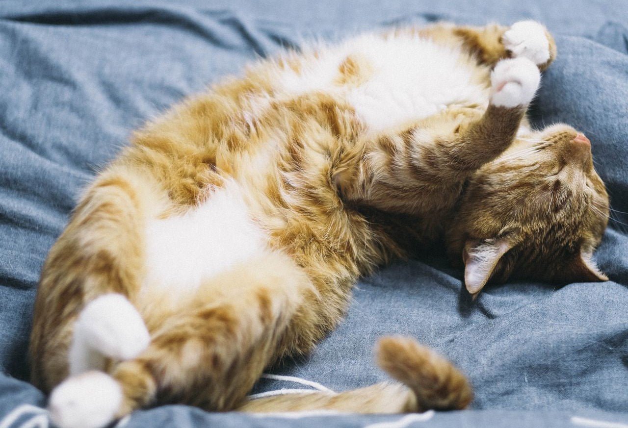 How to Get Rid of Fleas on Cats (and in Your House) - Paco & Pepper