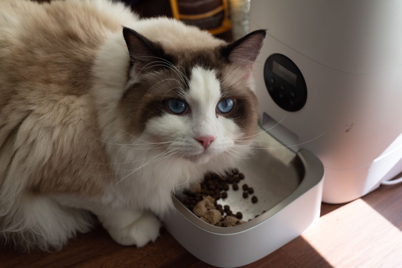 How Much to Feed a Cat: Portions, Schedule and Chart - Paco & Pepper