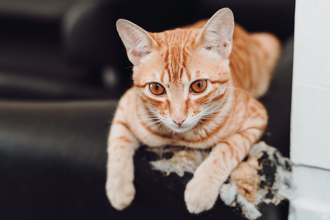 How to Stop Cat Scratching Furniture (Without Declawing) - Paco & Pepper