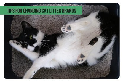 Tips for changing cat litter brands - Paco & Pepper