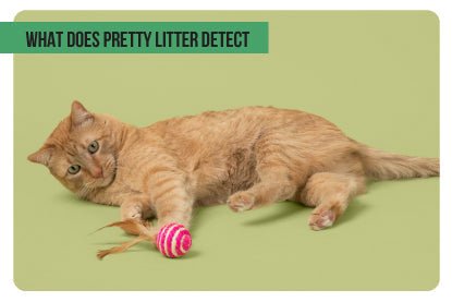 What does pretty litter detect - Paco & Pepper