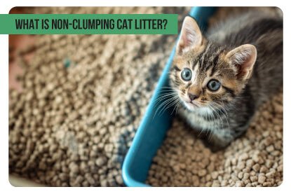 What is non-clumping cat litter? - Paco & Pepper