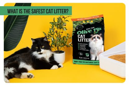 What is the Safest Cat Litter? - Paco & Pepper