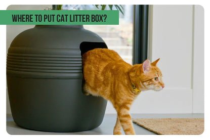 Where to Put Cat Litter Box? - Paco & Pepper