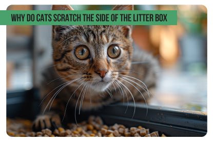 Why Do Cats Scratch the Side of the Litter Box - Paco & Pepper