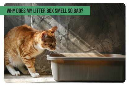 Why Does My Litter Box Smell So Bad? - Paco & Pepper